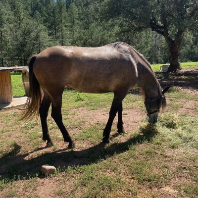 HORSE LESSONS 