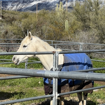 HORSE RENTAL 